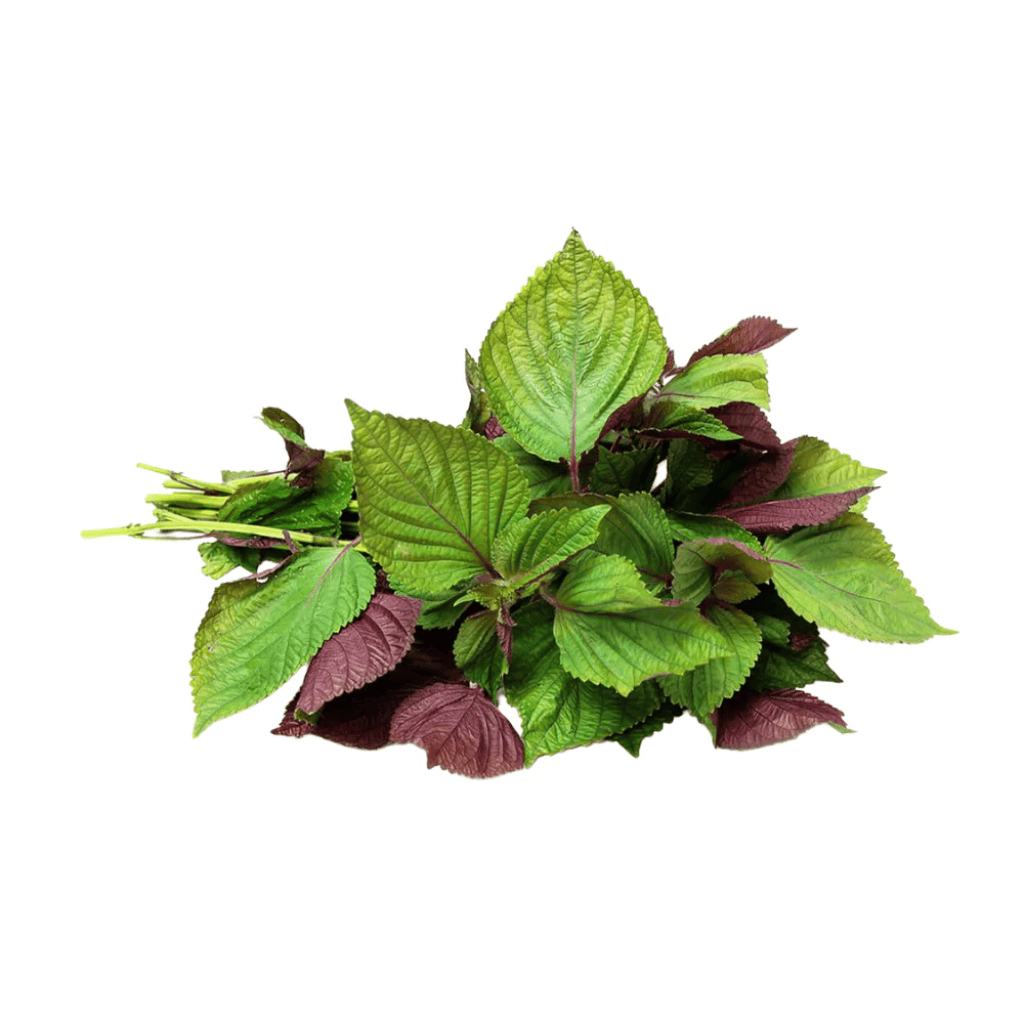 Trà Tía Tô Túi Lọc SATOSO - Ảnh 5