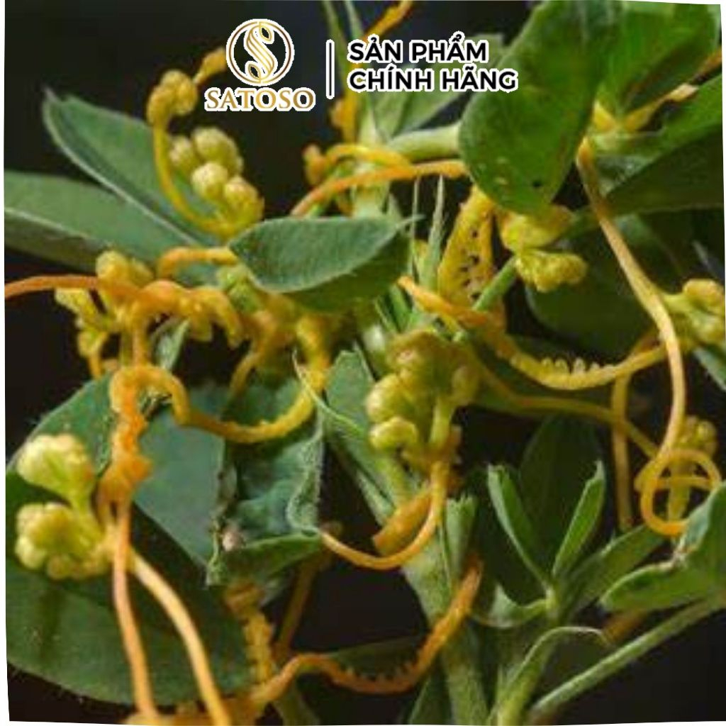 Thỏ Ty Tử Khô SATOSO - Ảnh 5