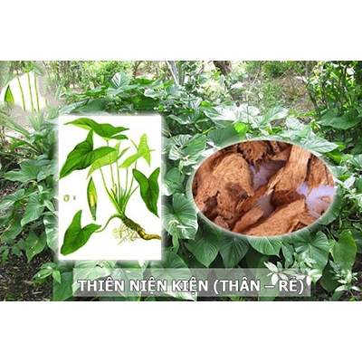 Thiên Niên Kiện Khô Sạch Thượng Hạng SATOSO - Ảnh 4