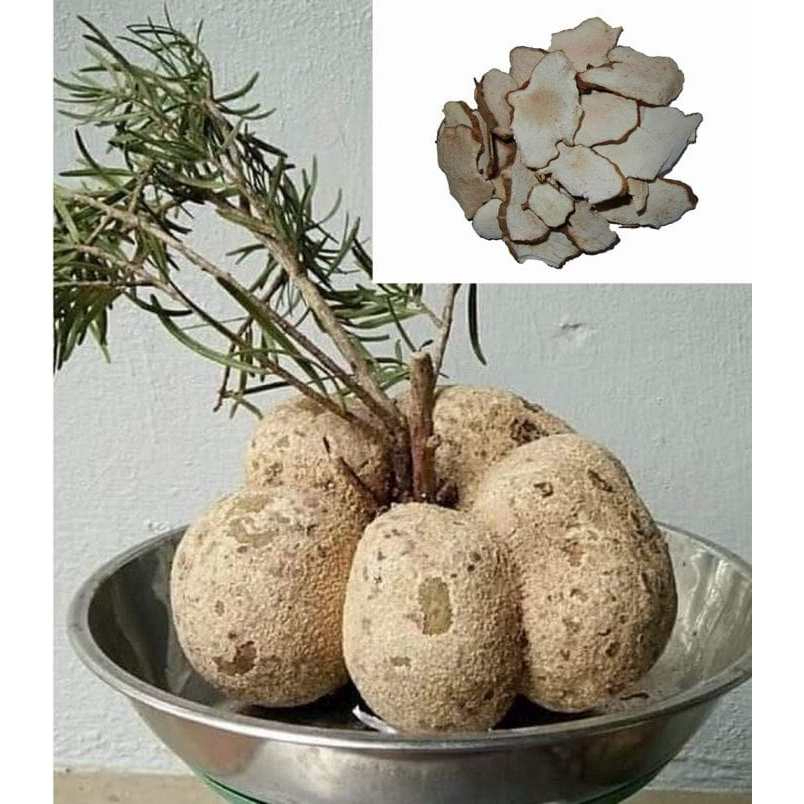 Bạch Linh Sấy Khô Thượng Hạng Thương Hiệu SATOSO - Ảnh 6