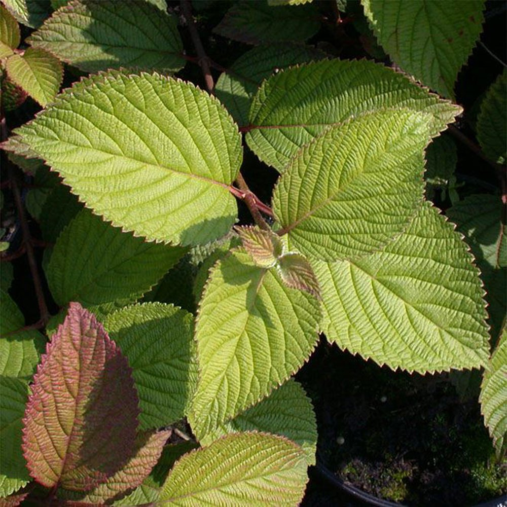 Trà Tía Tô Túi Lọc SATOSO - Ảnh 6