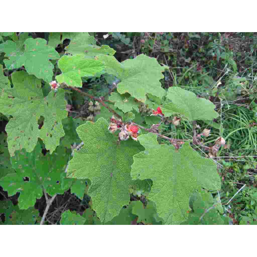 Cây Mâm Xôi Khô Thương Hiệu SATOSO - Ảnh 5