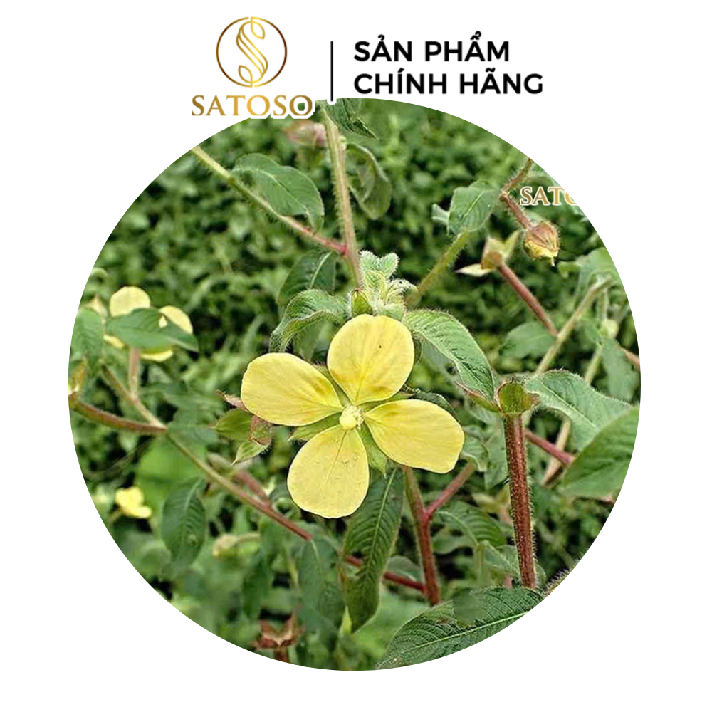 Cây Rau Mương túi lọc Satoso - Ảnh 5