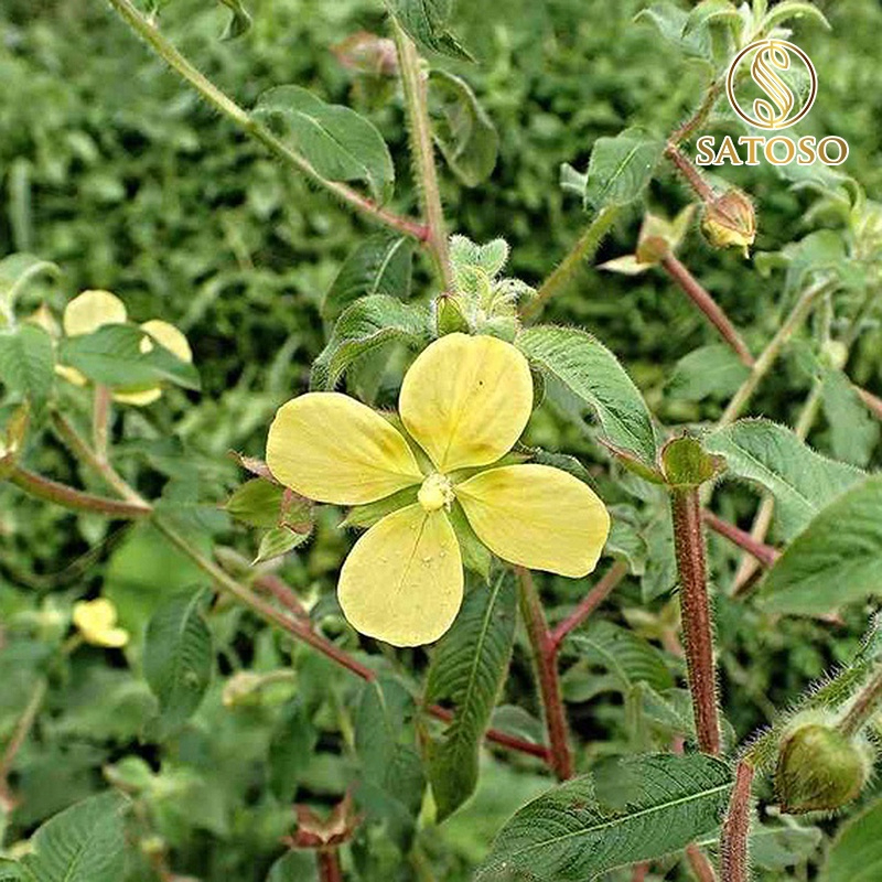Cây Rau Mương túi lọc Satoso - Ảnh 4