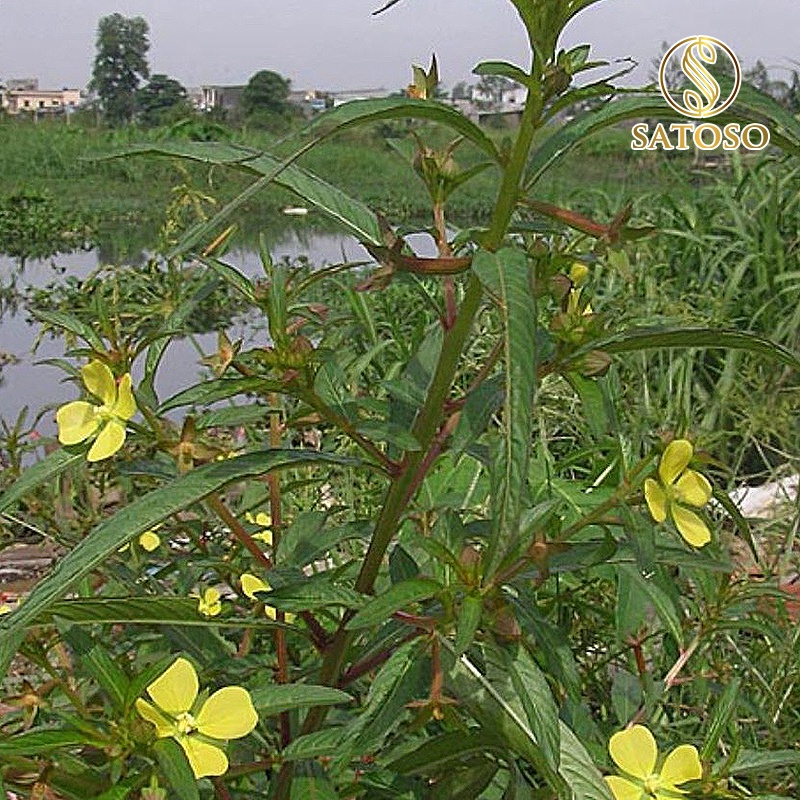 Cây Rau Mương túi lọc Satoso - Ảnh 3