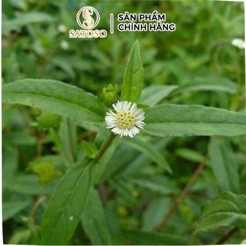 Nhọ Nồi khô Satoso