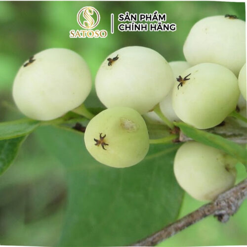 Cây Cơm Nguội Khô SATOSO