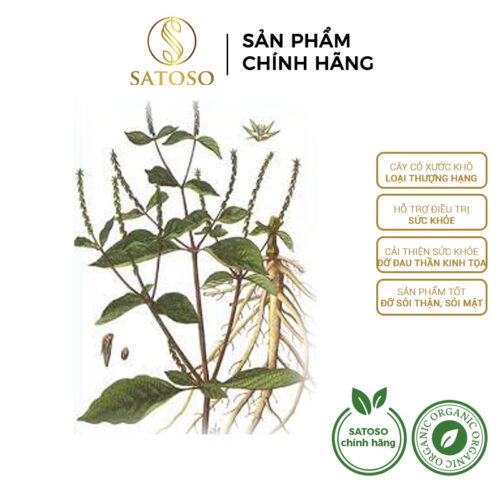 Cây cỏ xước khô SATOSO thượng hạng tác dụng hỗ trợ tốt cho xương khớp