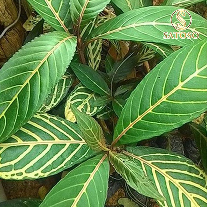 Cây khôi đốm SATOSO