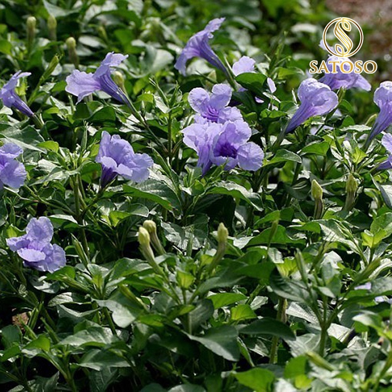 Cây Nổ Khô SATOSO - Ảnh 2