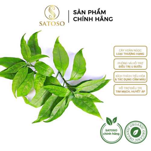 Cây Hoàn Ngọc Khô SATOSO