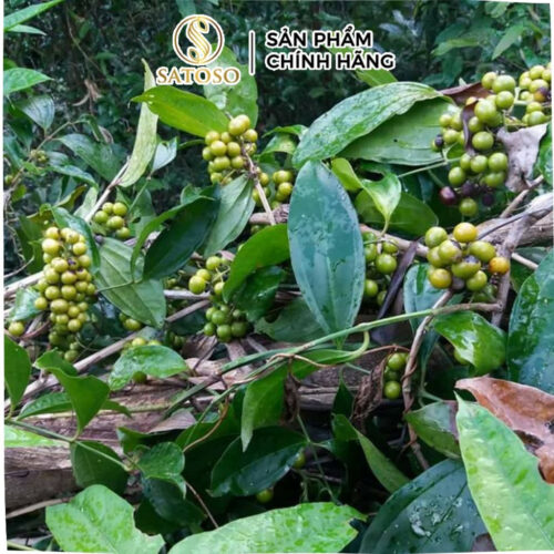 Sâm Xuyên Đá Sấy Khô SATOSO