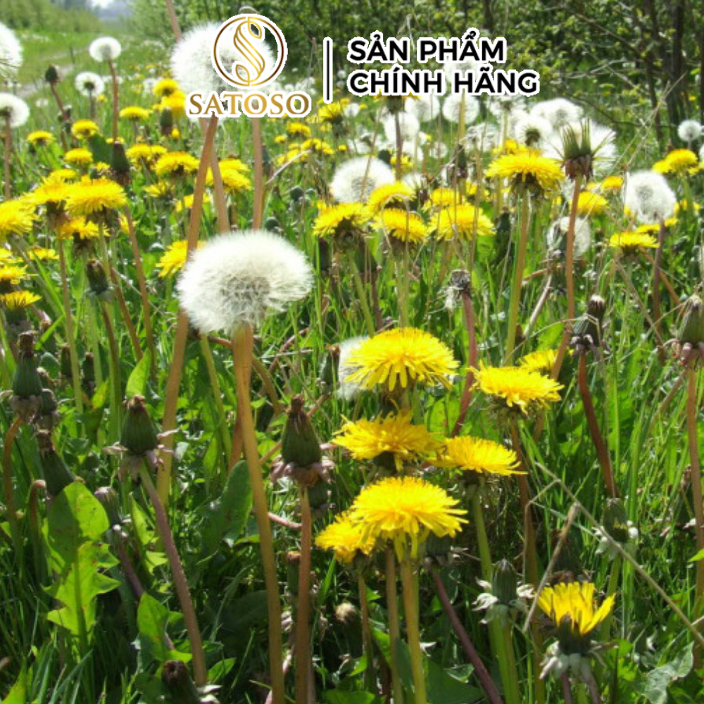 Thân Cây Bồ Công Anh Khô Sạch Thượng Hạng SATOSO