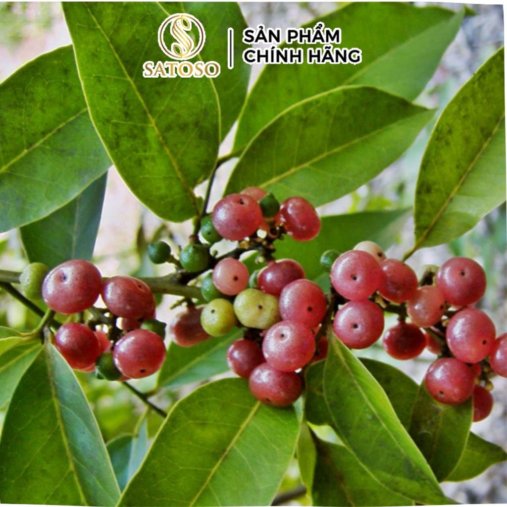 Cây Bưởi Bung Khô SATOSO - Ảnh 2