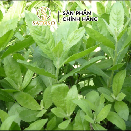 Cây Cúc Tần Sấy Khô, Sạch Satoso