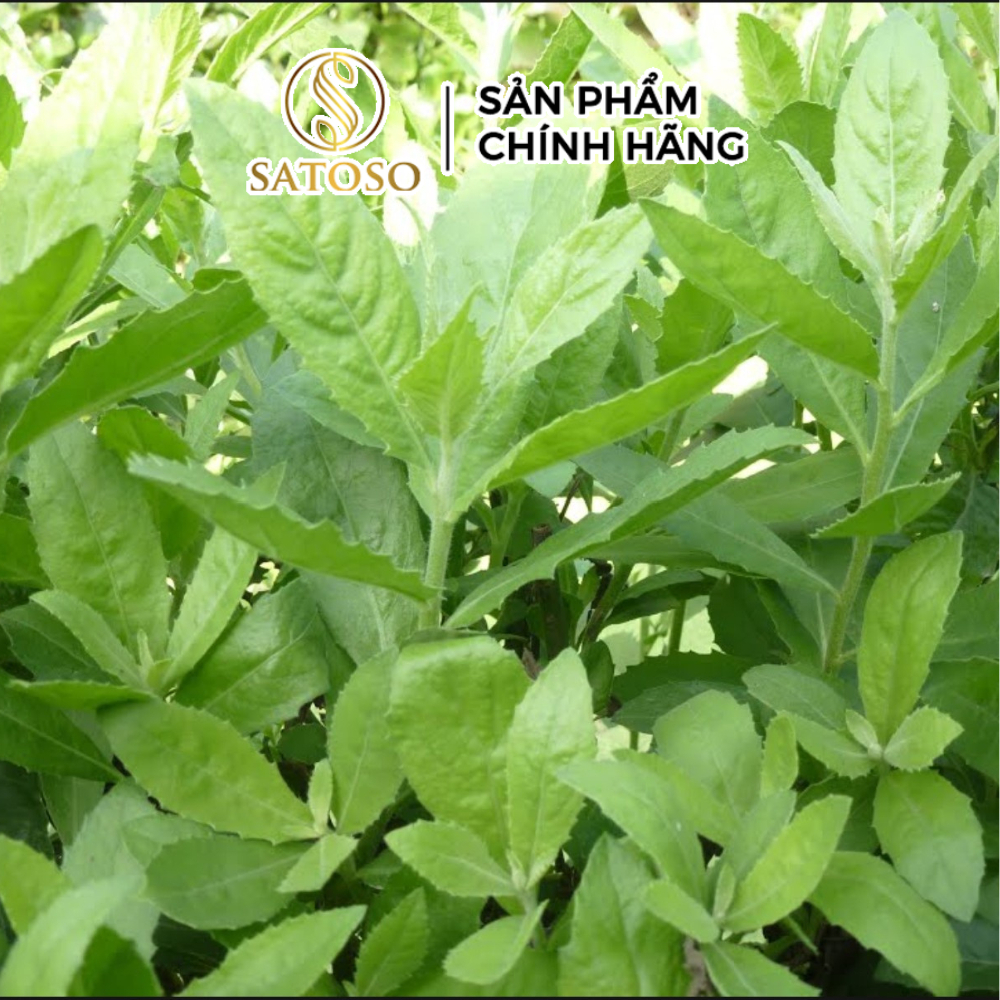 Cây Cúc Tần Sấy Khô, Sạch Satoso