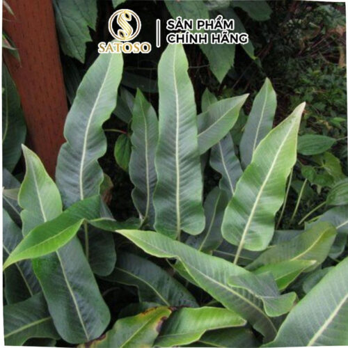 Cây Thạch Vĩ Khô SATOSO Hỗ Trợ Thanh Lọc Cơ Thể