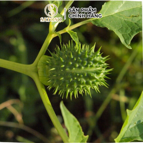 Cà Độc Dược Khô Thương Hiệu Satoso