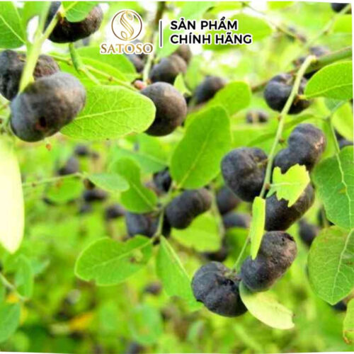 Cây Mực (Phèn Đen) Khô SATOSO