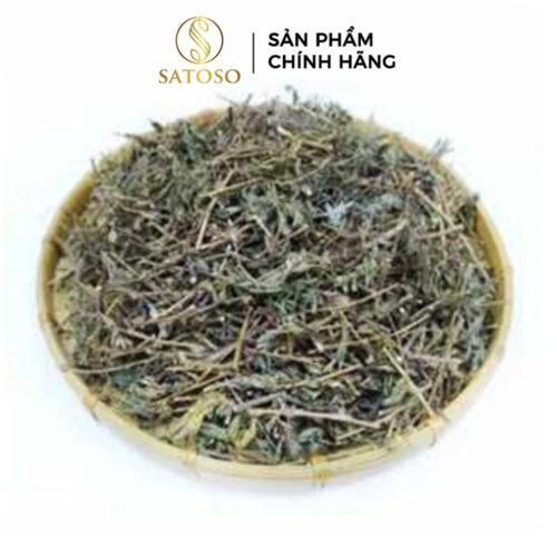 Cây Mắc Cỡ Khô (Cây Xấu Hổ) SATOSO