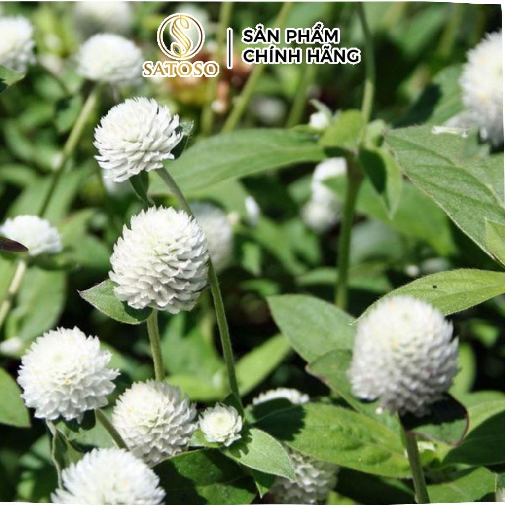 Cây Nở Ngày Đất Khô SATOSO Thảo Dược Tự Nhiên Hỗ Trợ Sức Khỏe