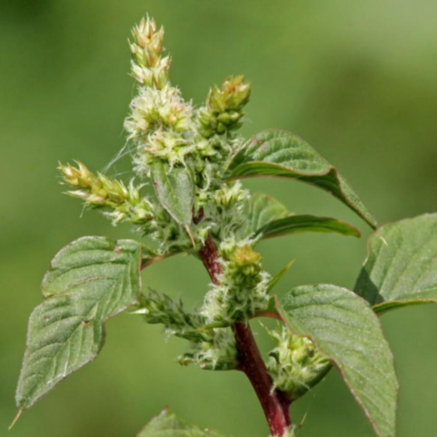 Cây Dền Gai Khô Thương Hiệu SATOSO - Ảnh 2