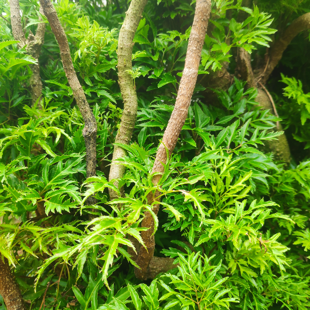 Lá Đinh Lăng Khô Dạng Túi Lọc Thương Hiệu SATOSO - Ảnh 2