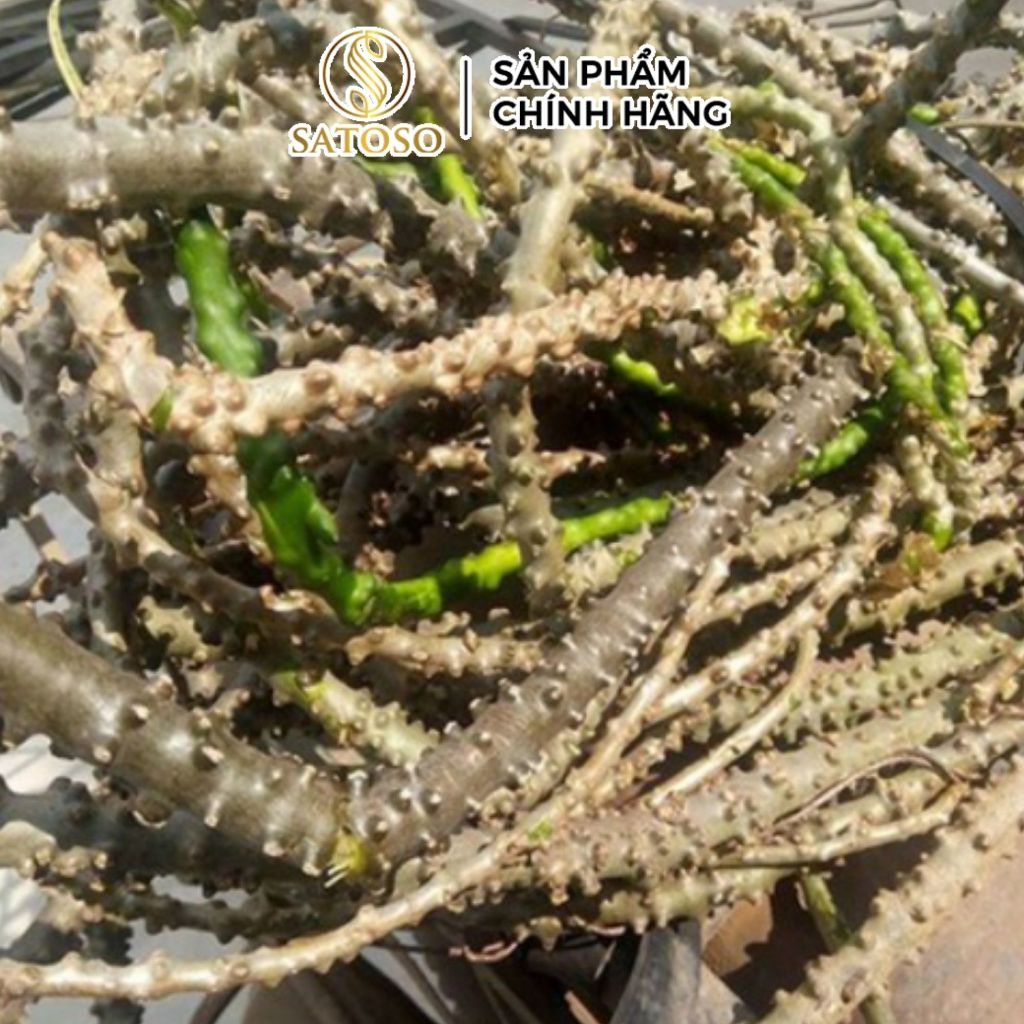 Cây Thần Thông Khô Hỗ Trợ Ổn Định Đường Huyết, Tăng Cường Sức Khỏe Gan SATOSO