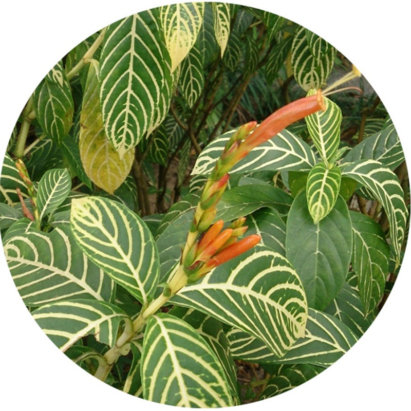 Cây khôi đốm SATOSO - Ảnh 2