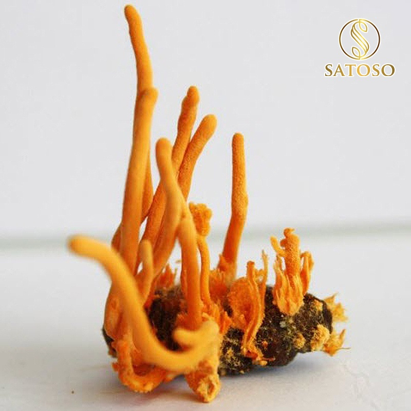 Đông trùng hạ thảo nguyên con ký chủng nhộng tằm thương hiệu SATOSO 50 con tốt cho sức khỏe - Ảnh 2