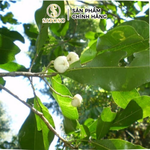 Cây Bưởi Bung Khô SATOSO