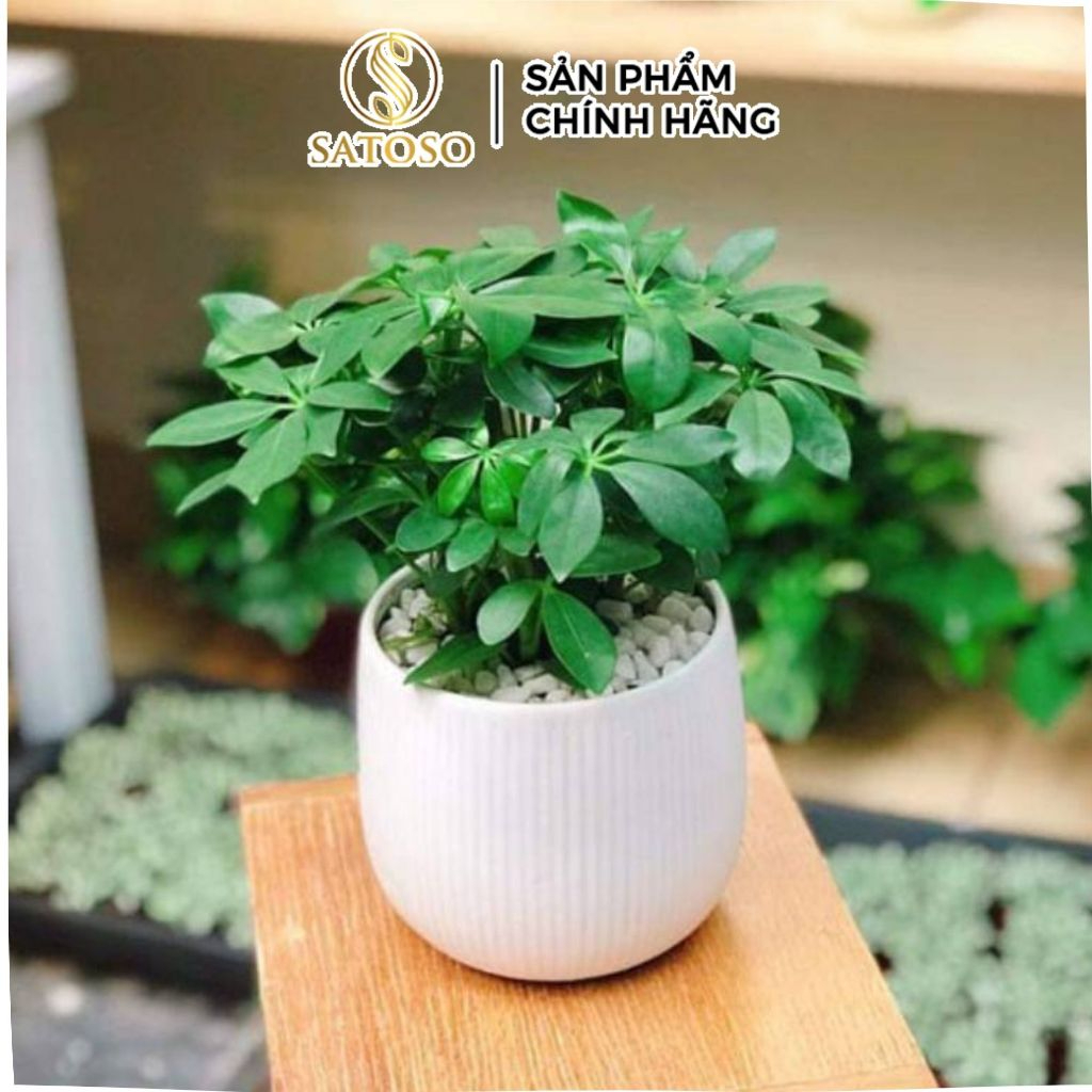 Ngũ Gia Bì Khô SATOSO - Ảnh 2