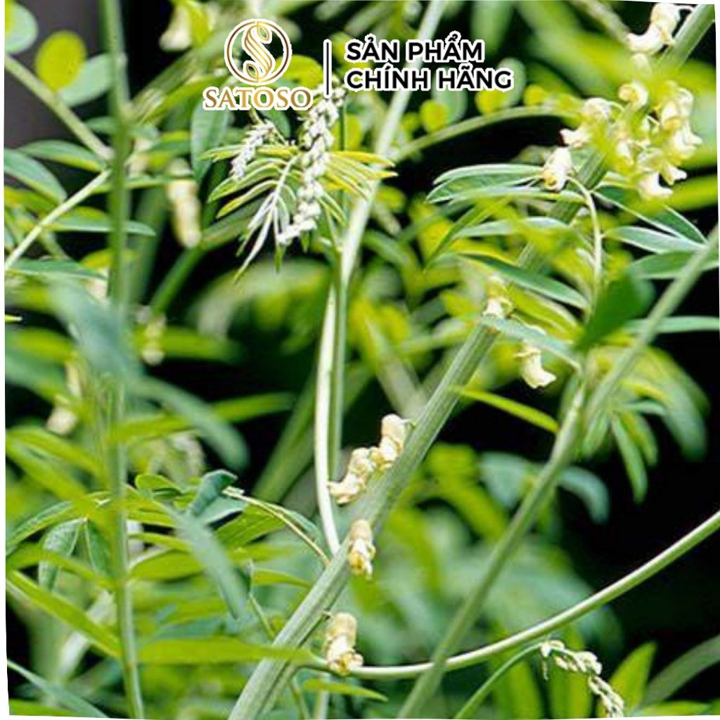 Sơn Đậu Căn Khô SATOSO Hỗ Trợ Thanh Nhiệt, Cân Bằng Cơ Thể - Ảnh 2