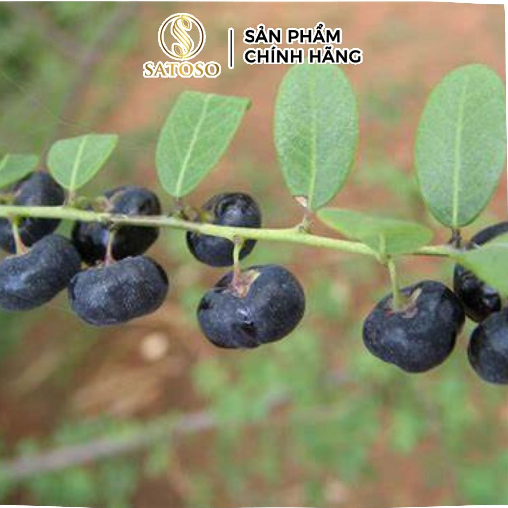 Cây Mực (Phèn Đen) Khô SATOSO - Ảnh 2