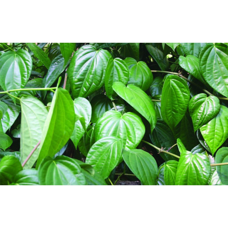 Bột lá trầu không SATOSO - Ảnh 3