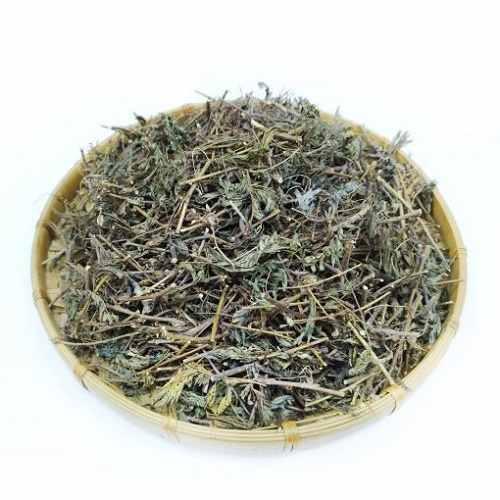 Cây Mắc Cỡ Khô (Cây Xấu Hổ) SATOSO - Ảnh 2