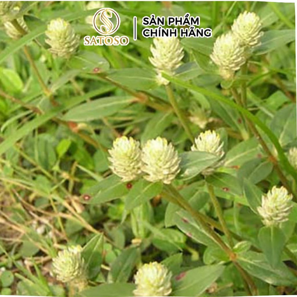 Cây Nở Ngày Đất Khô SATOSO Thảo Dược Tự Nhiên Hỗ Trợ Sức Khỏe - Ảnh 2