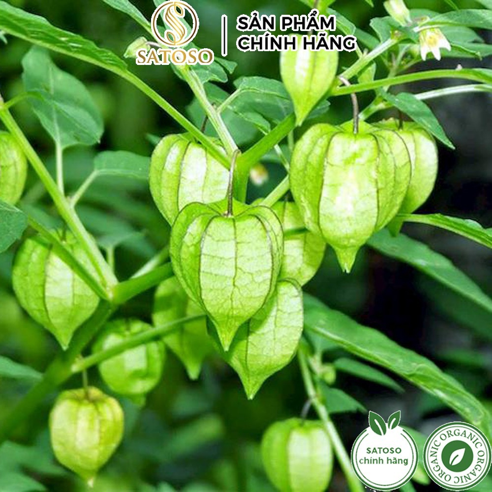 Cây Tầm Bóp SATOSO - Ảnh 2