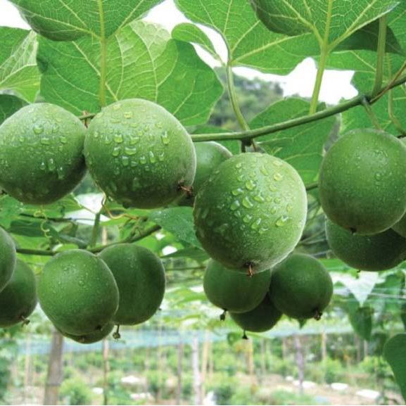 Quả La Hán Sấy Khô SATOSO - Ảnh 2