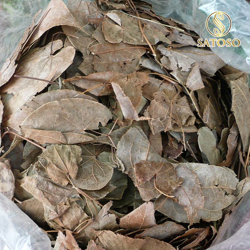 Lá dâm dương hoắc SATOSO - Ảnh 2