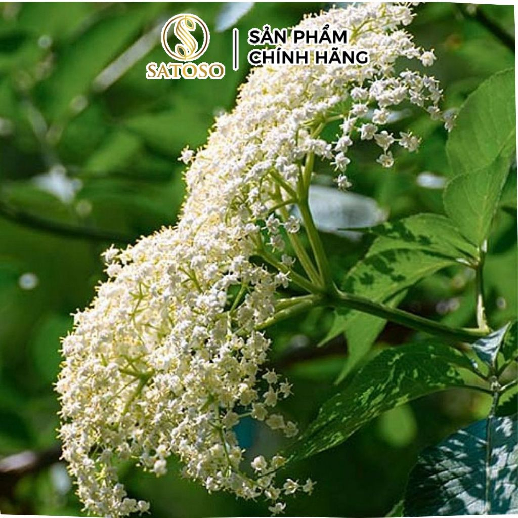 Cây Cơm Nguội Khô SATOSO - Ảnh 2