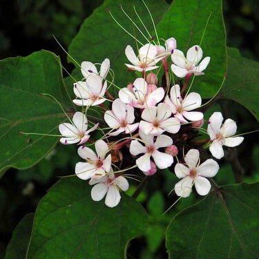 Bạch Đồng Nữ SATOSO