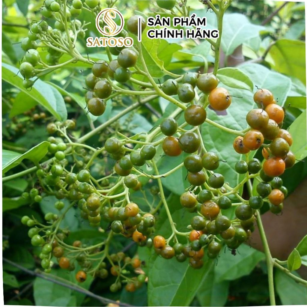 Hạt xạ đen khô SATOSO - Ảnh 2