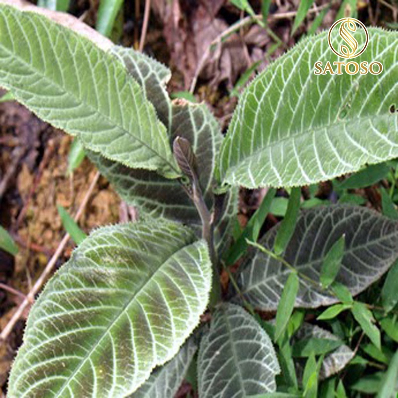 Cây khôi đốm SATOSO - Ảnh 3
