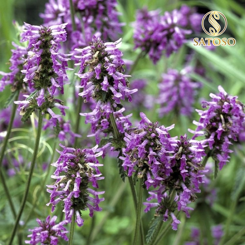 Hoắc hương khô SATOSO hàng đẹp sạch thơm tốt cho sức khỏe - Ảnh 3