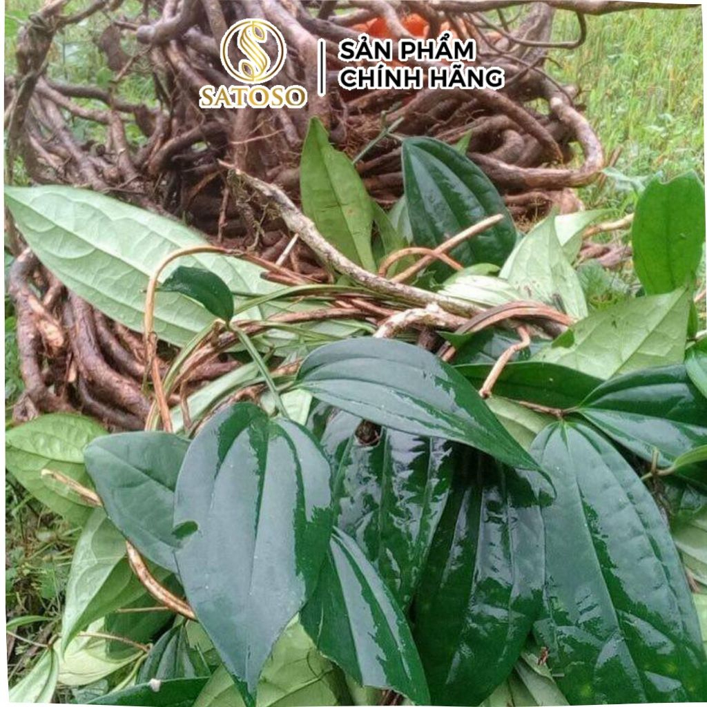 Sâm Xuyên Đá Sấy Khô SATOSO - Ảnh 3