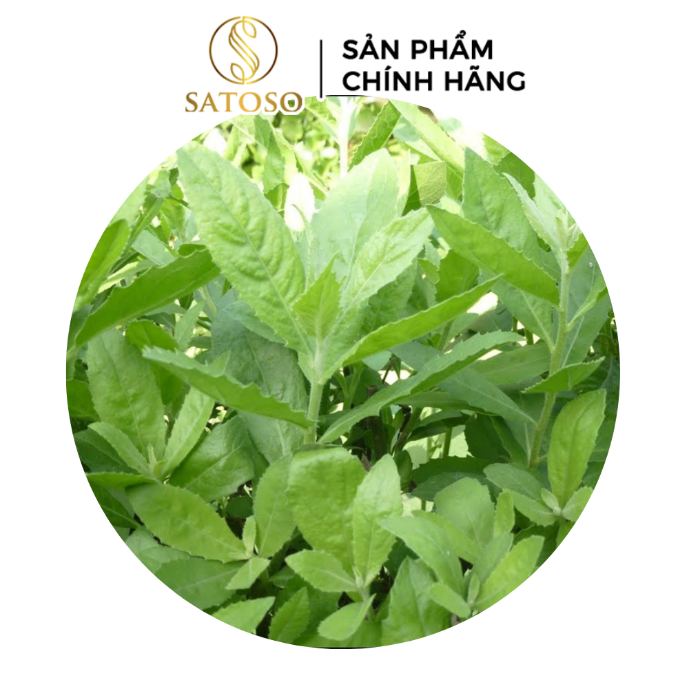 Cây Cúc Tần Sấy Khô, Sạch Satoso - Ảnh 3