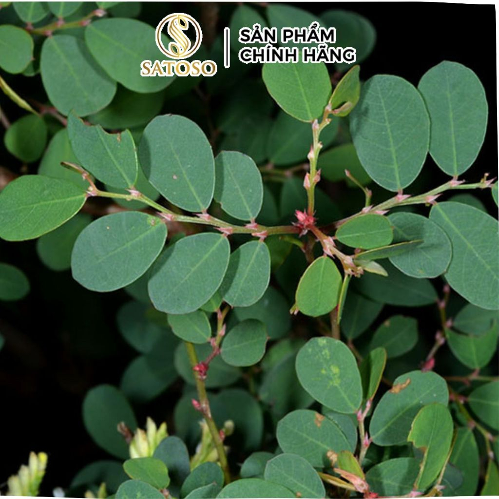 Cây Mực (Phèn Đen) Khô SATOSO - Ảnh 3