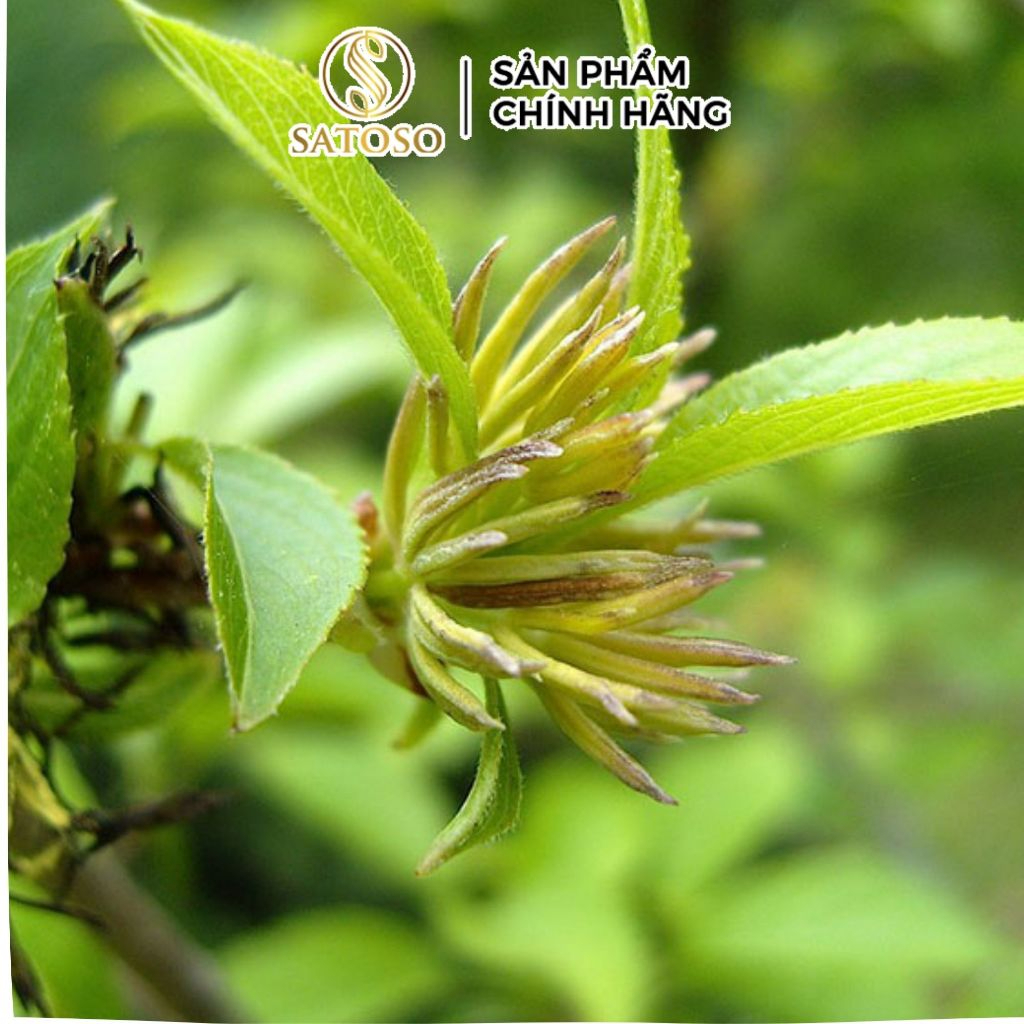 Đỗ Trọng Khô SATOSO - Ảnh 3