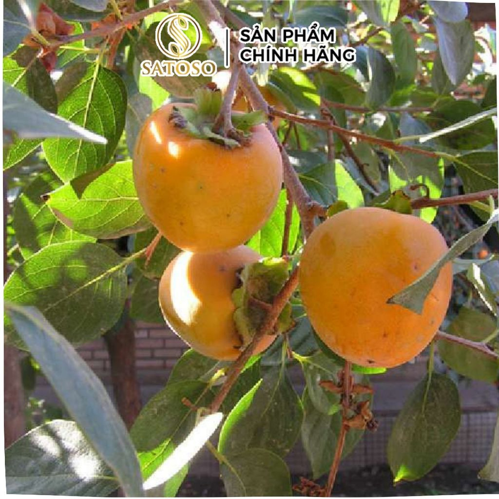 Thị Đế Khô SATOSO - Ảnh 3